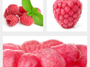 果蔬设计灵感集 高清图片与模板资源全解析